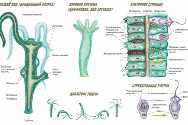 Kraken zerkalo официальный сайт